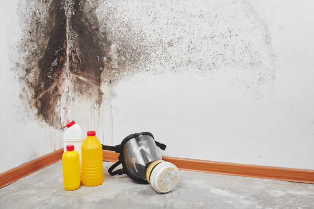 Best Office Mold Removal Services  in Medford, WI