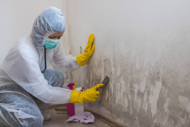 Best Residential Mold Removal  in Medford, WI