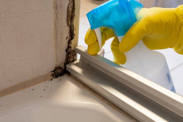 Best Commercial Mold Removal  in Medford, WI
