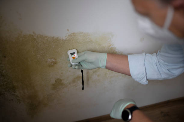 Best Mold Testing  in Medford, WI