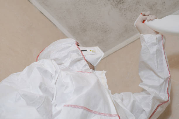 Best Mold Damage Repair  in Medford, WI