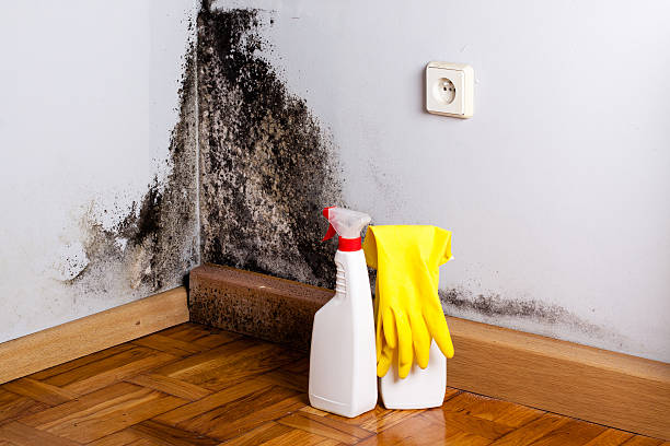 Best Fast Mold Removal  in Medford, WI
