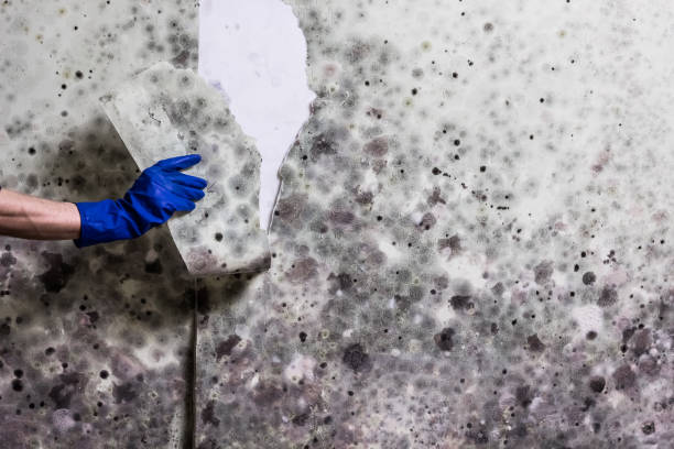 Best Black Mold Removal  in Medford, WI