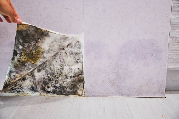 Best Mold Remediation Services  in Medford, WI